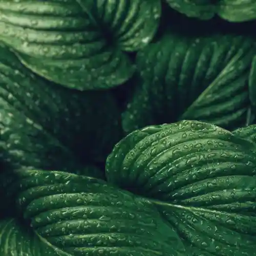 Green hosta green leaves