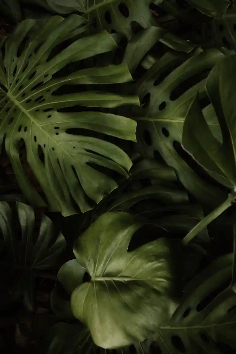 Monstera leaves tropical foliage2
