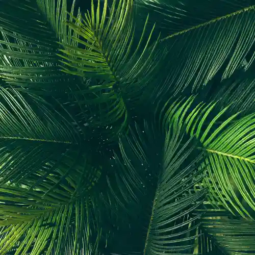 Tropical green leaves